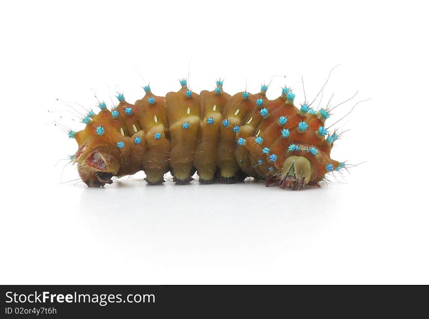 Brown caterpillar on white background. Brown caterpillar on white background