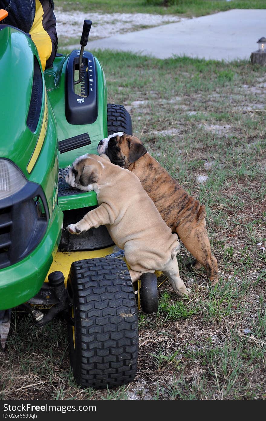 English Bulldog puppies playing on a tractor. English Bulldog puppies playing on a tractor