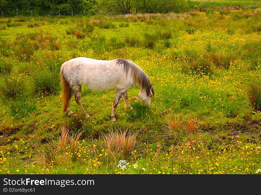 A horse in the meadow, Scotland