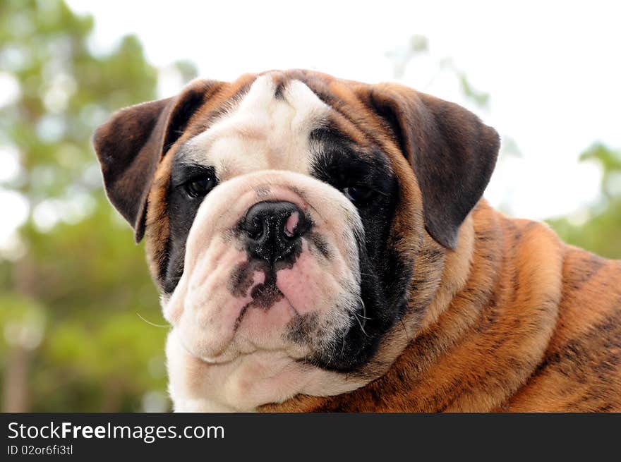 Bulldog Pup 2