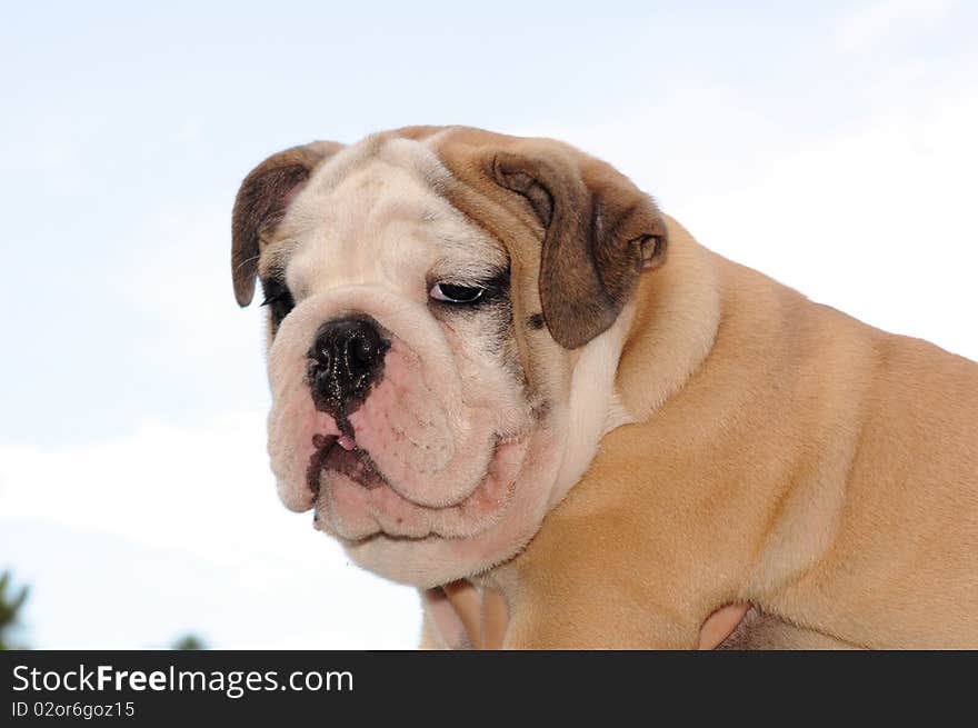 Bulldog Pup 3