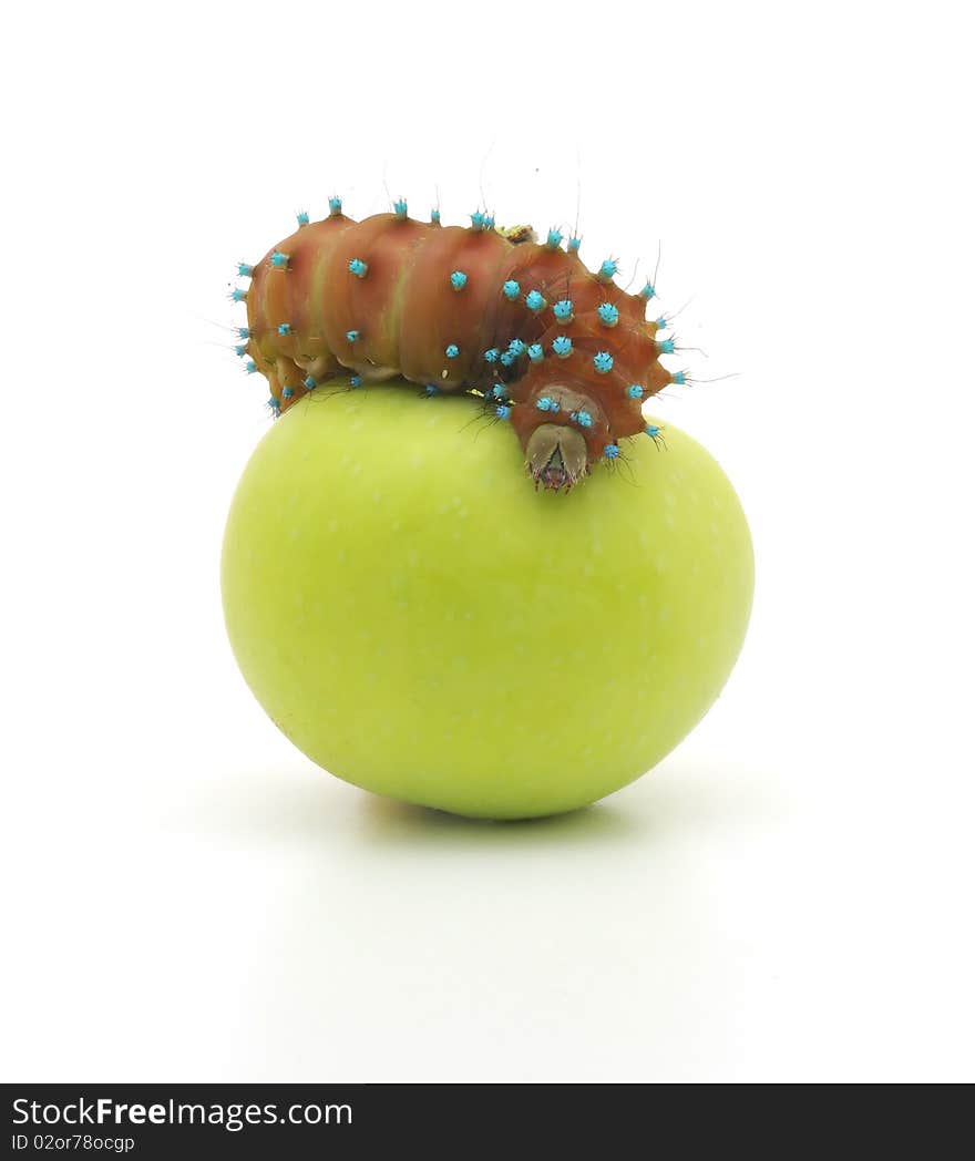 Brown caterpillar and apple