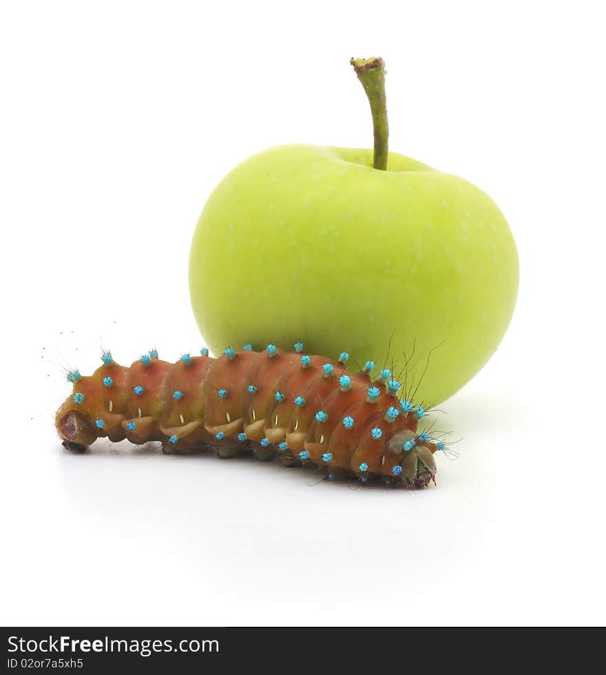 Brown caterpillar and apple