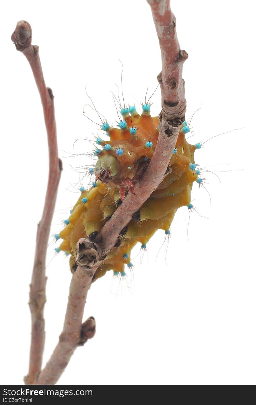 Brown caterpillar on white background. Brown caterpillar on white background