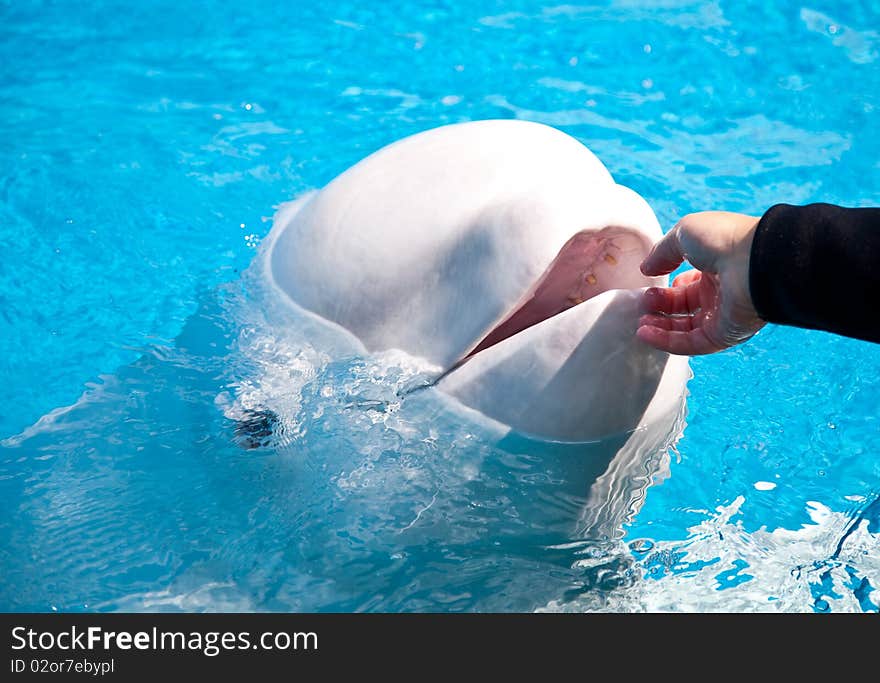 Friendly Beluga Whale