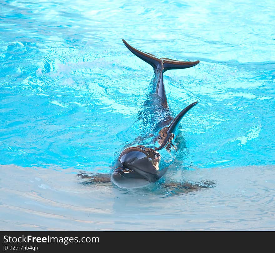 Friendly Doplphin