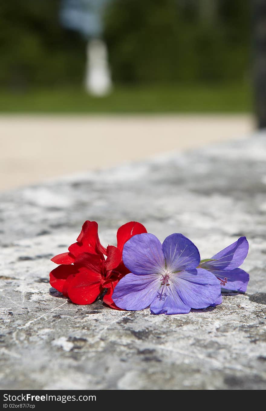 Macro picture od red and violet flower over granite bench. Macro picture od red and violet flower over granite bench