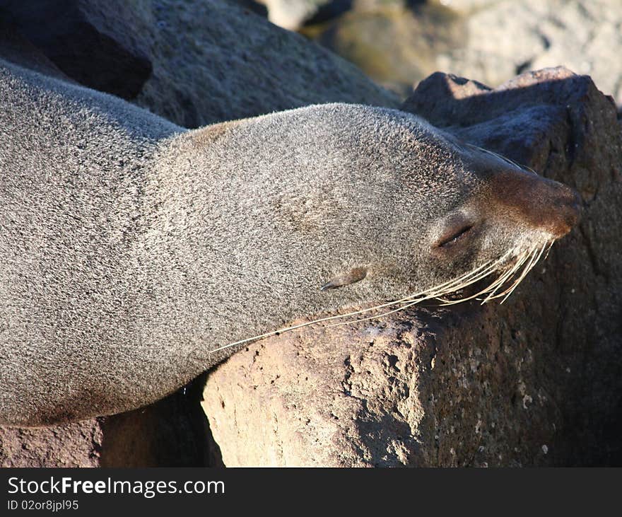 Sleepy New Zealand Fur Seal.