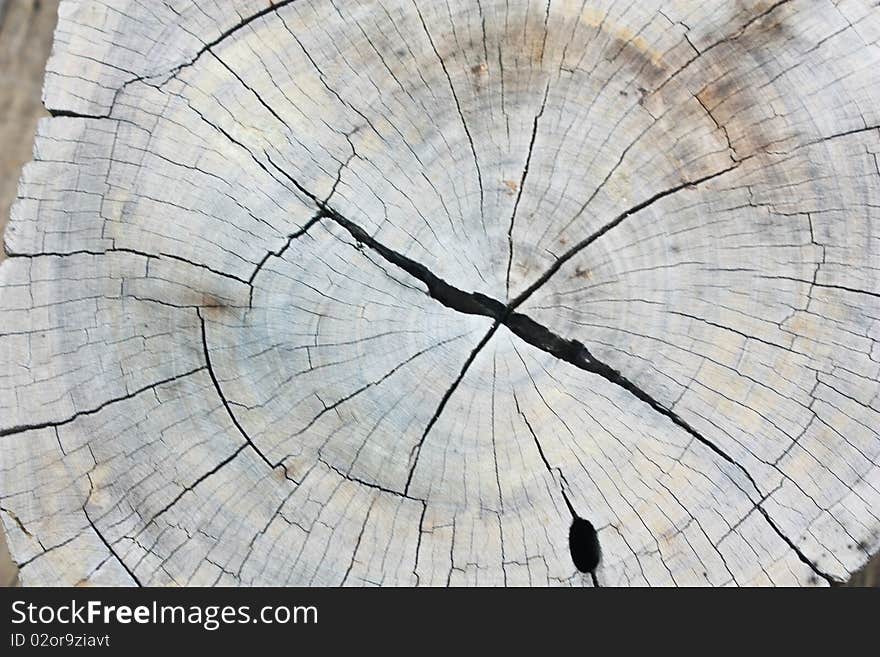 Texture of wood for designers