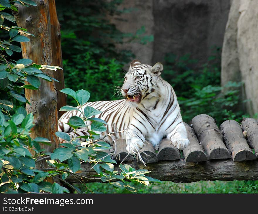 From southeast Asia and bleaching Bengal tiger in yunnan, endangered animals, and national level of protection, large predators, cattle, sheep, deer, this only to see my albino Bengal tiger photographs, it was not happy to my hair estates. From southeast Asia and bleaching Bengal tiger in yunnan, endangered animals, and national level of protection, large predators, cattle, sheep, deer, this only to see my albino Bengal tiger photographs, it was not happy to my hair estates.