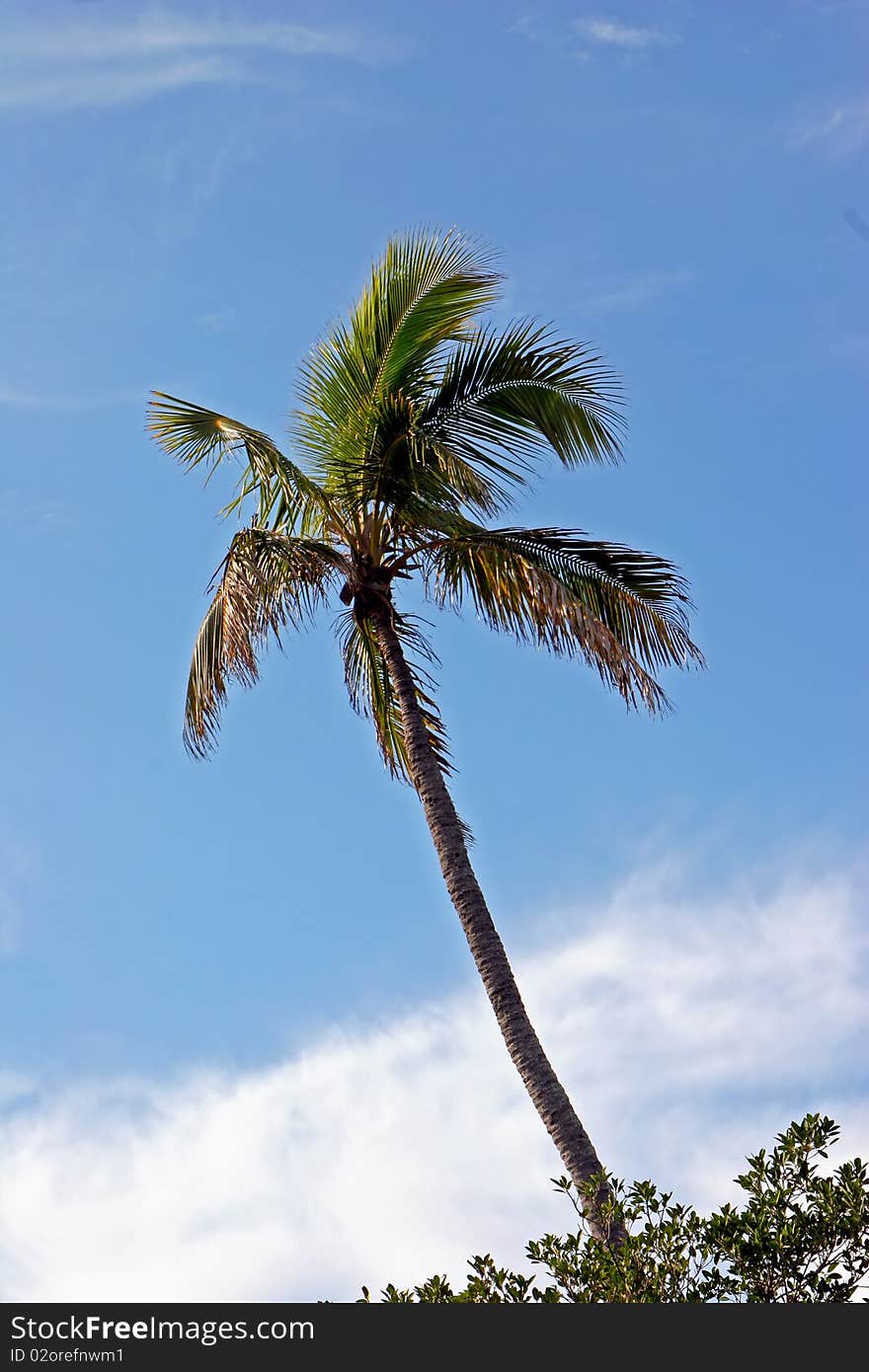 Palm Tree cloudy blue sky Sanibel Florida