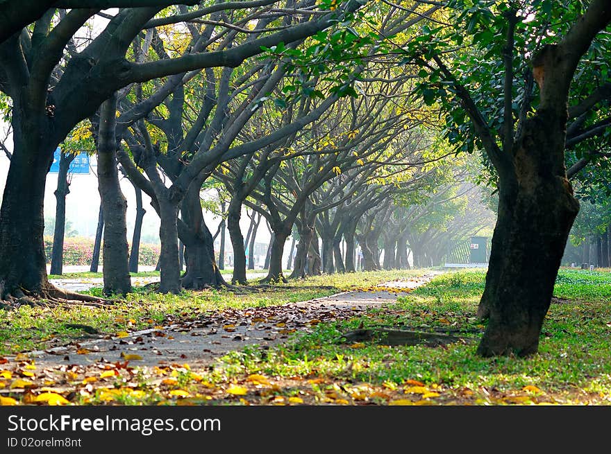 Spring road in the morning