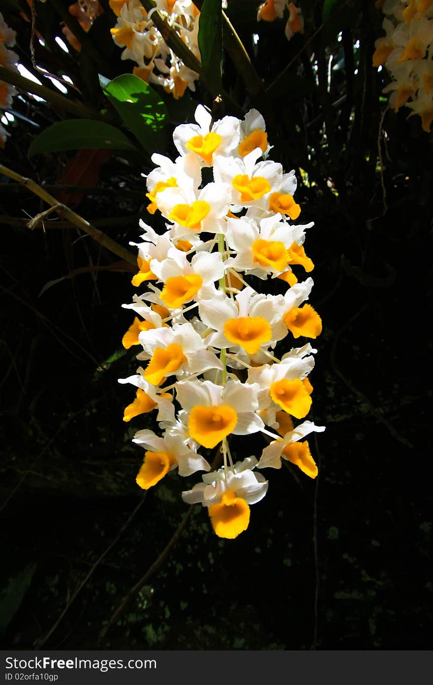 Thai white orchids on the mountain. Thai white orchids on the mountain