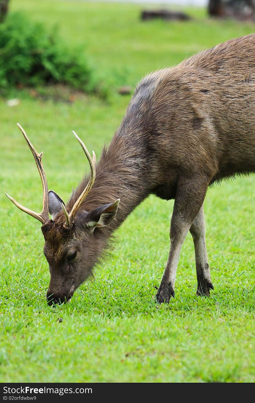 Deer on the green ground in nationnal park