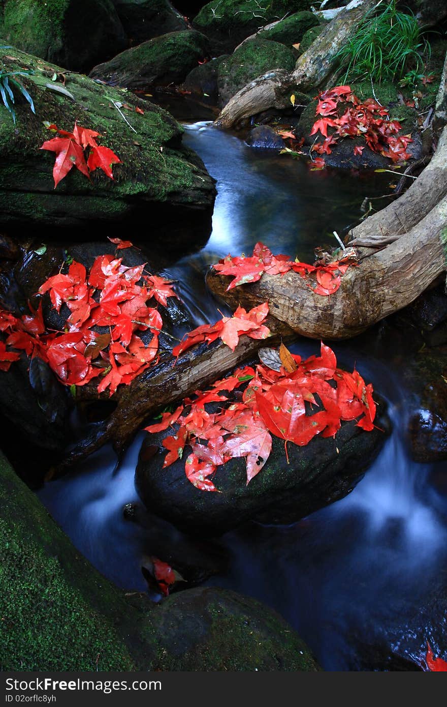 Red maple and waterfall on the mountain. Red maple and waterfall on the mountain