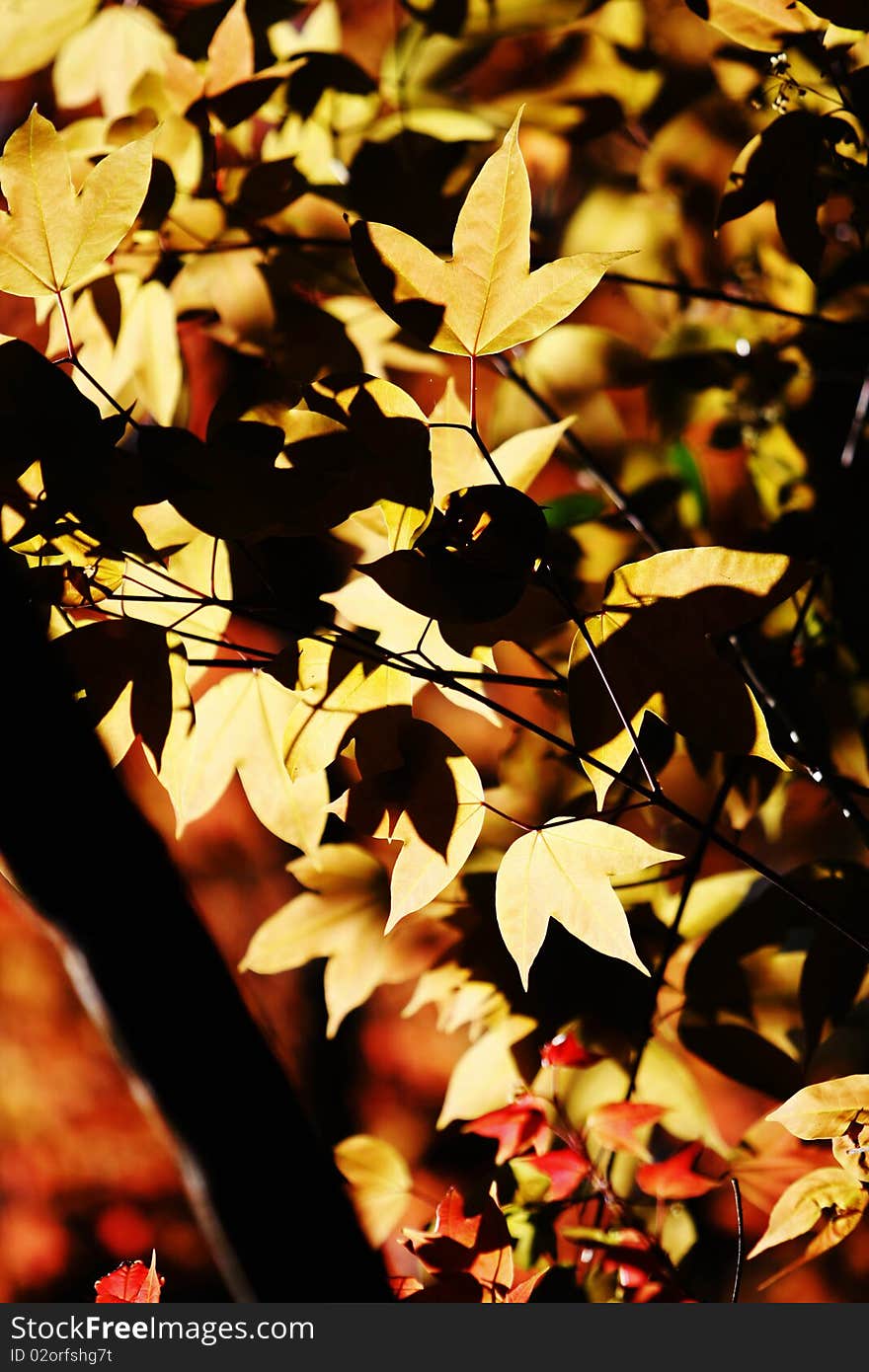 Yellow maple on the mountain