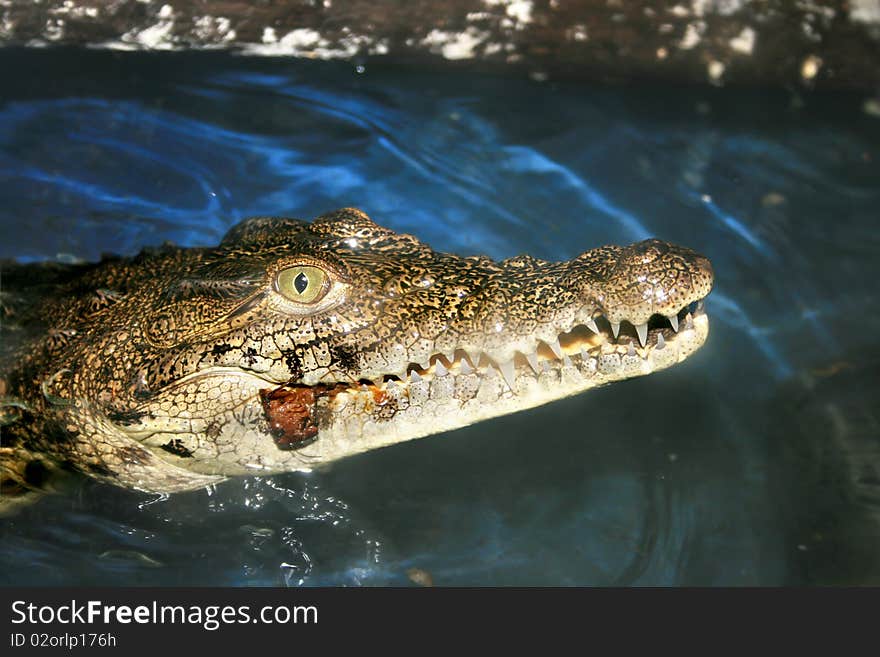 Crocodile eating an insect in the zoo.