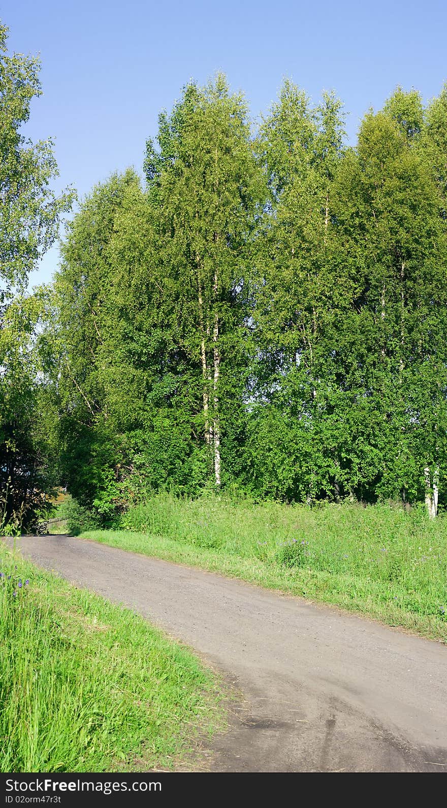 Dirt road and green trees with juicy leaves. Dirt road and green trees with juicy leaves