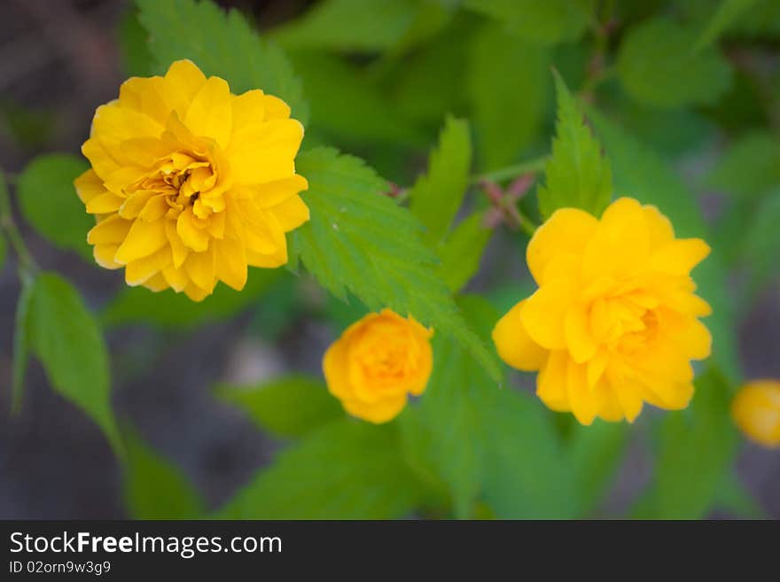 Small yellow roses on a background of green leaves. Small yellow roses on a background of green leaves