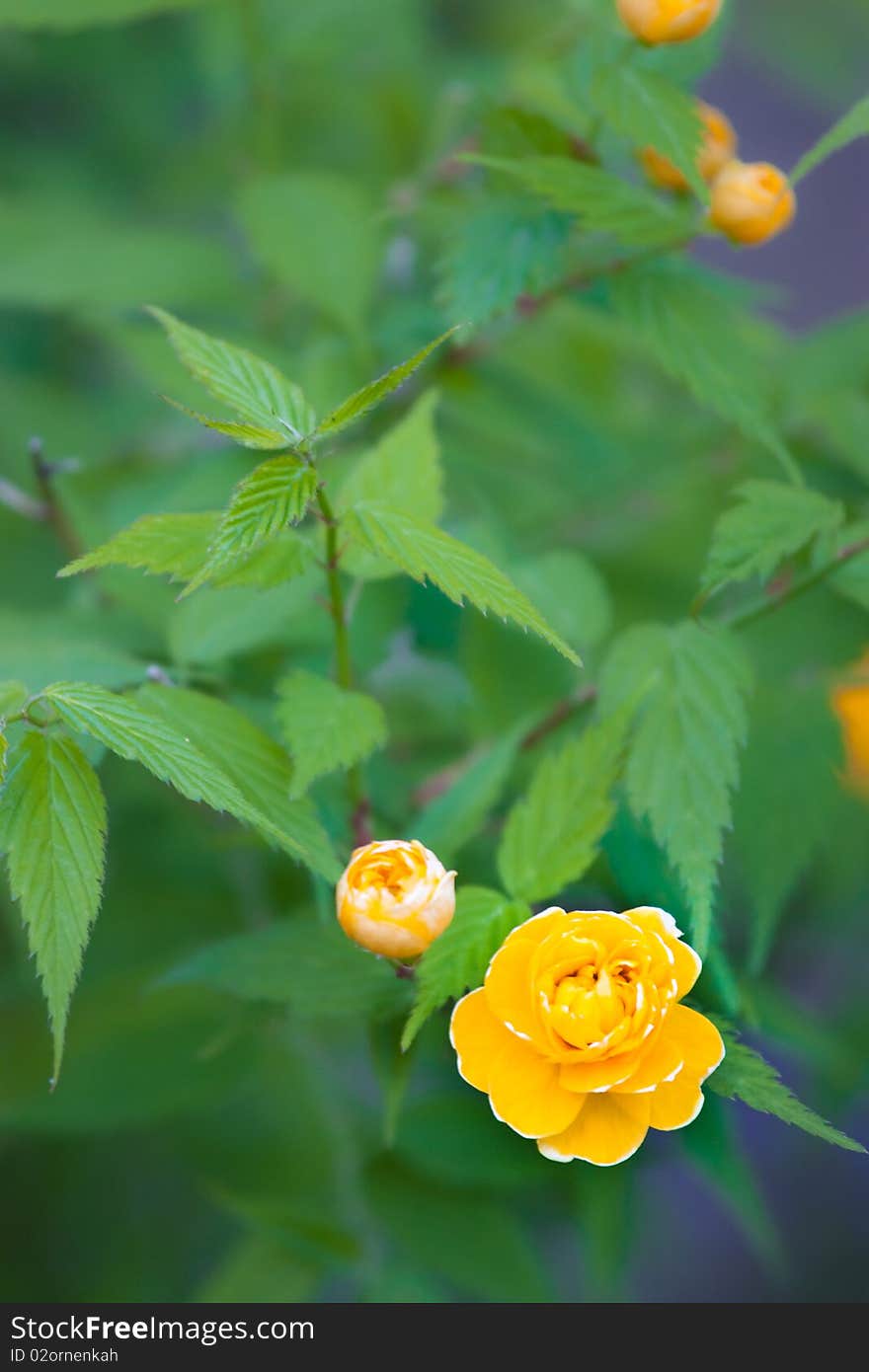 Small yellow roses on a background of green leaves. Small yellow roses on a background of green leaves