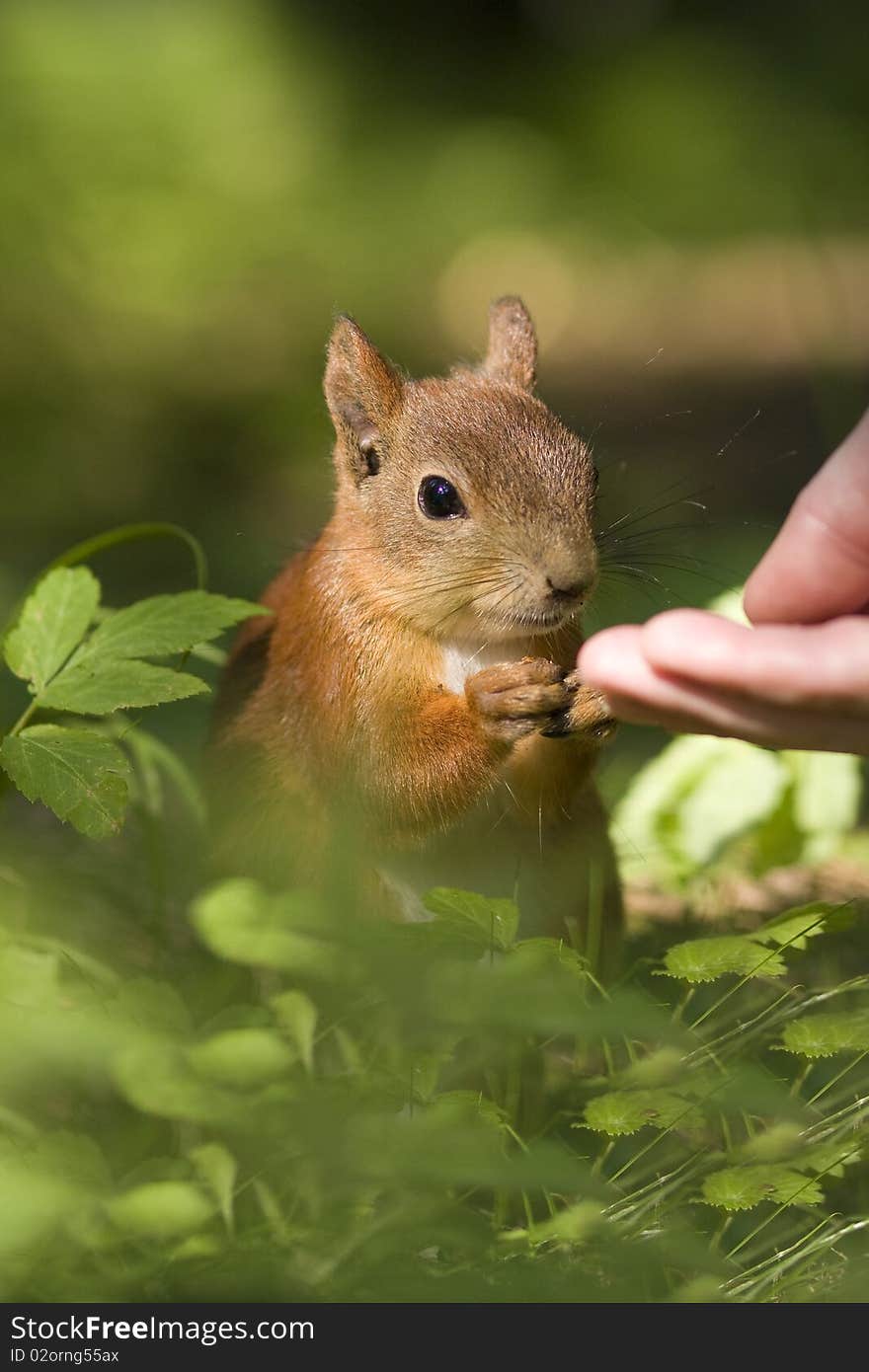 Person Feed Squirrel