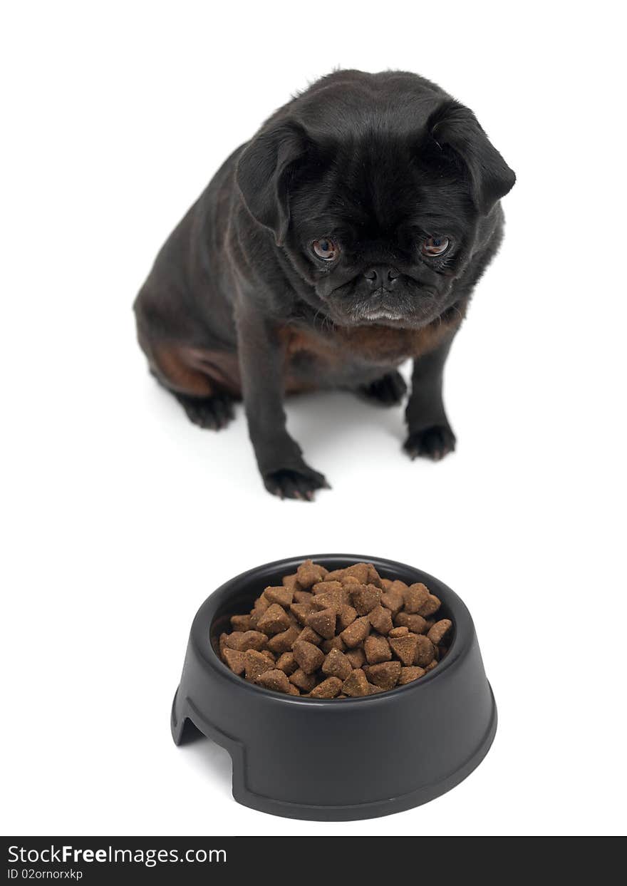 A black Pug and a dog bowl isolated against a white background