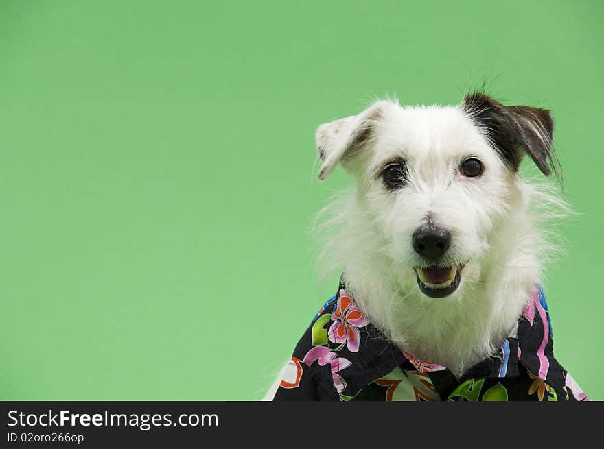 White dog in hawiian shirt. White dog in hawiian shirt