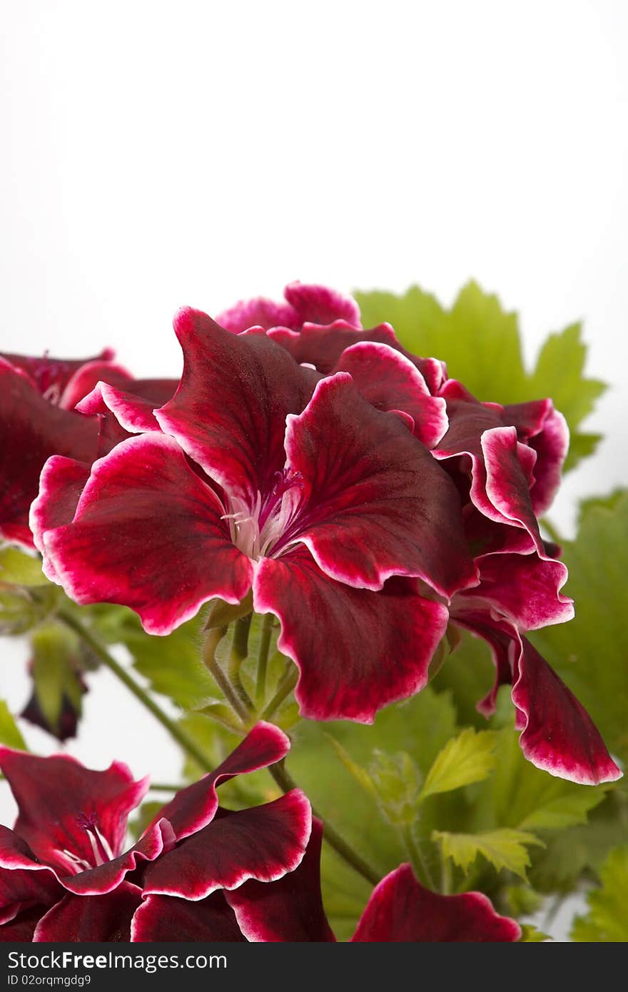 Blossoming geranium, macro on white