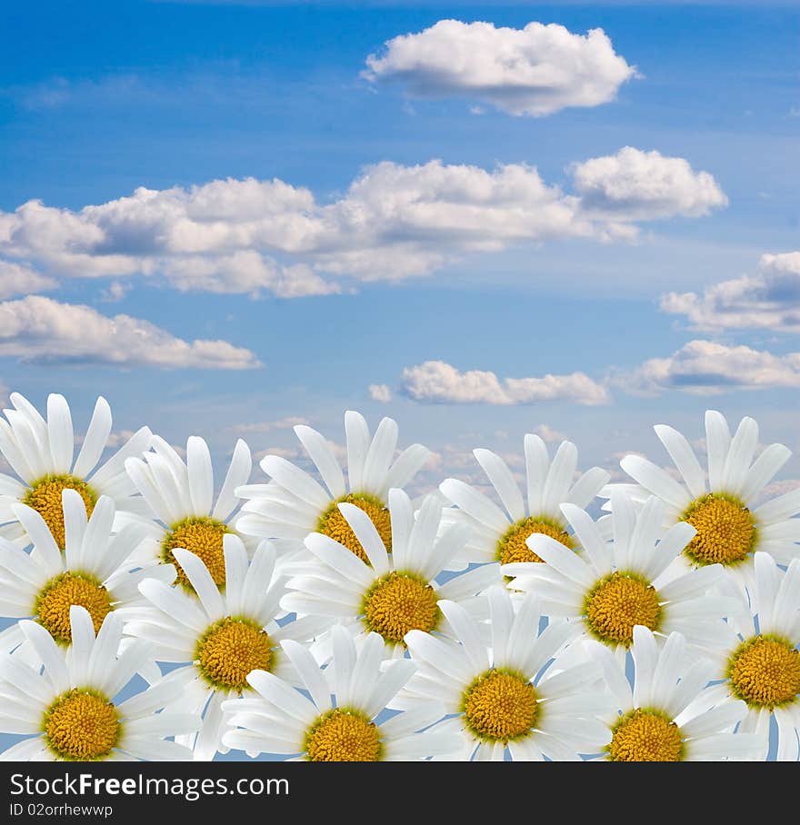 White daisies on a background of cloudy sky