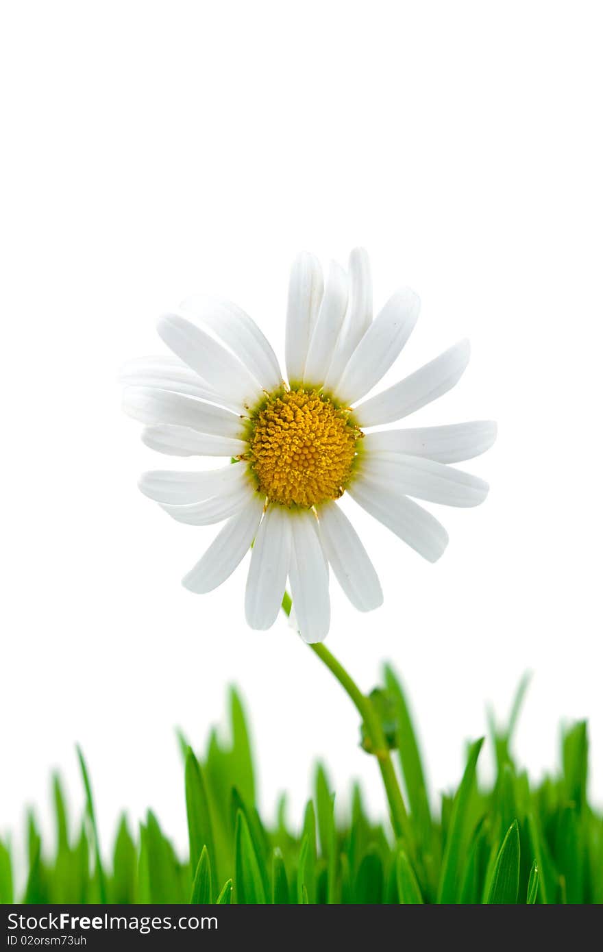 Chamomile and green grass on white background