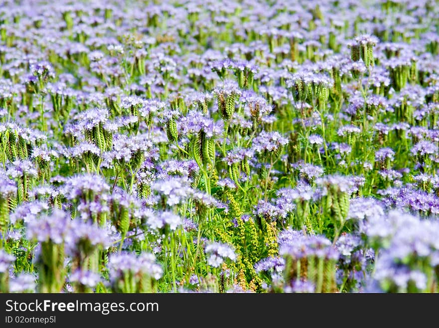 Blue Flowers (Phacelia Tanacetifolia)