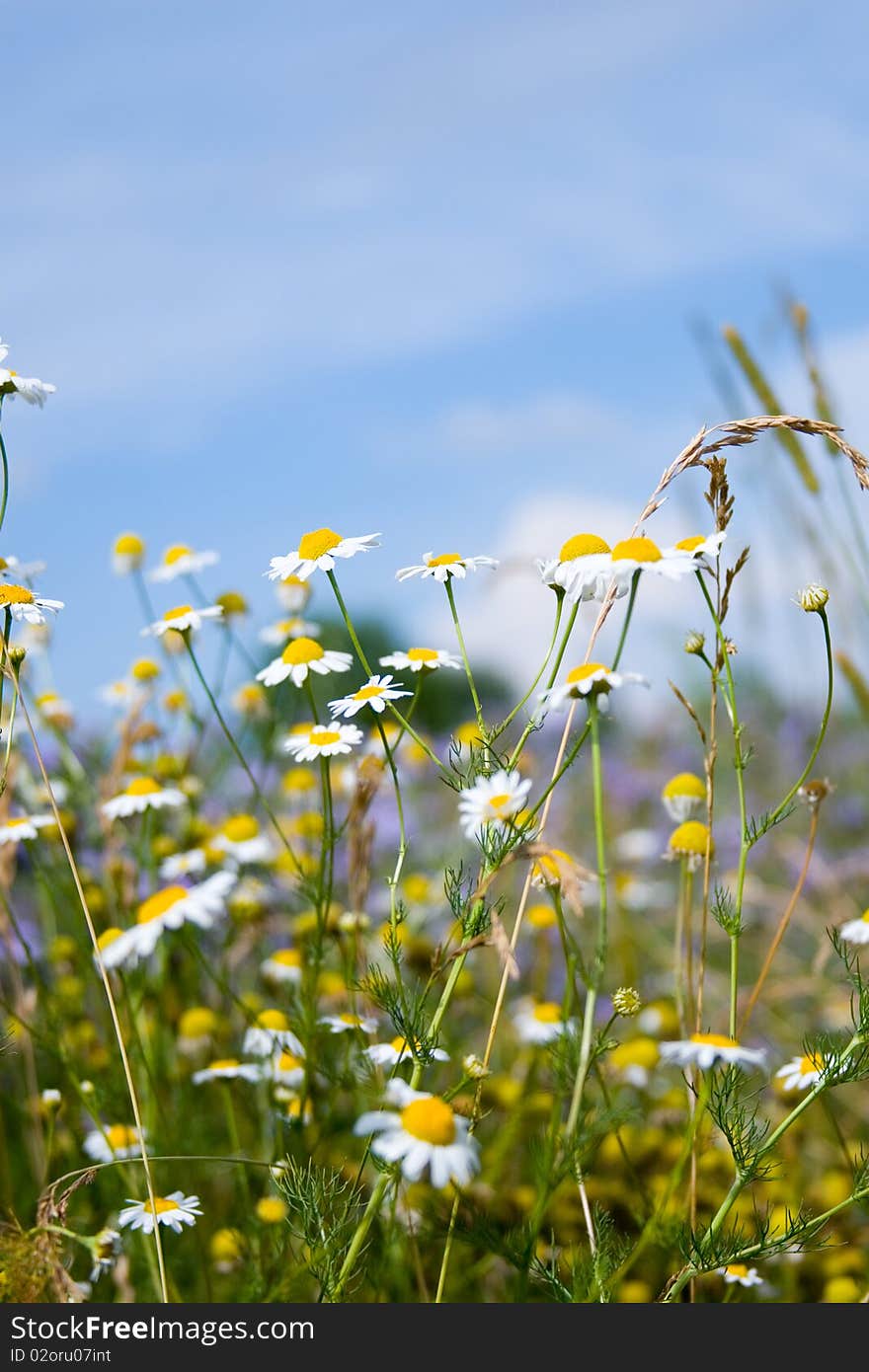 White daisies on a background of blue sky