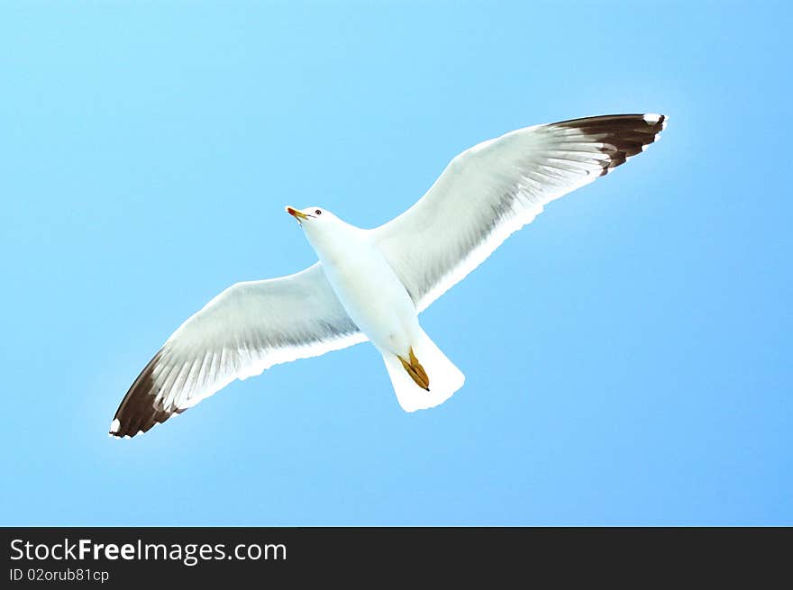 Beautiful sea gull in flight on a blue sky