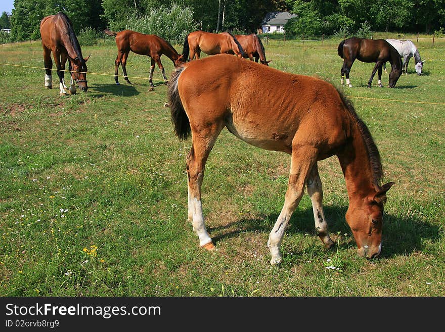 Horses graze in the meadow. Horses graze in the meadow