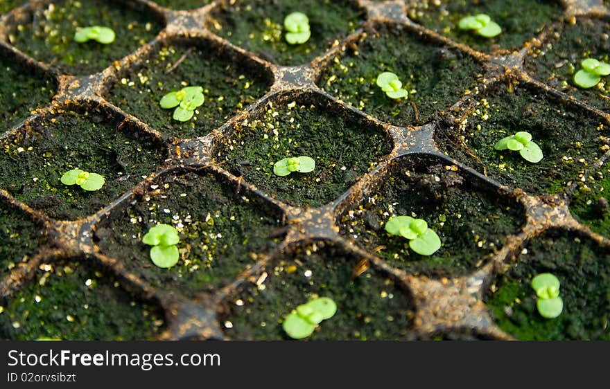 A plantation of little seedlings