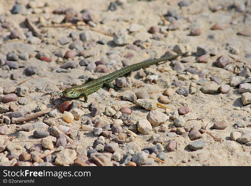 Cute Newt