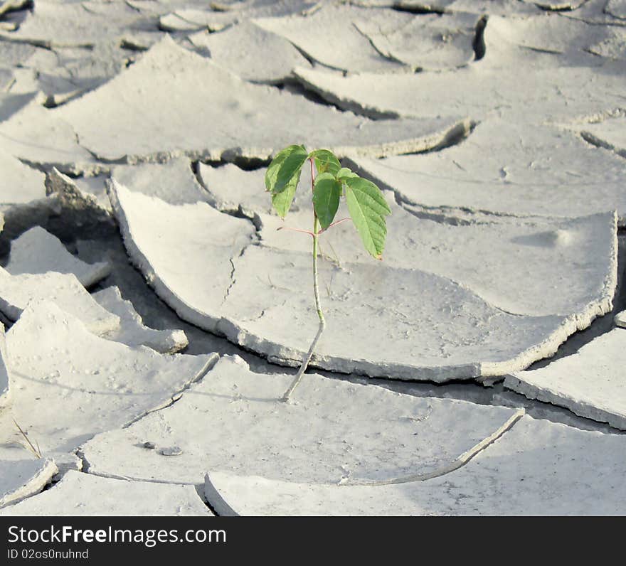 Green sprout on the cracked dry soil, image