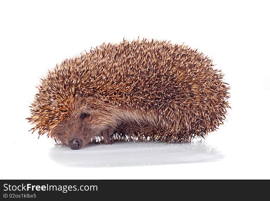 Hedgehog On The White Background