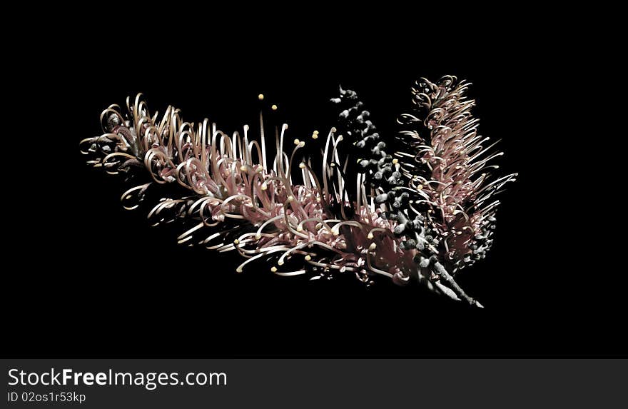 Beautiful Pink Grevillea Flowers On Black