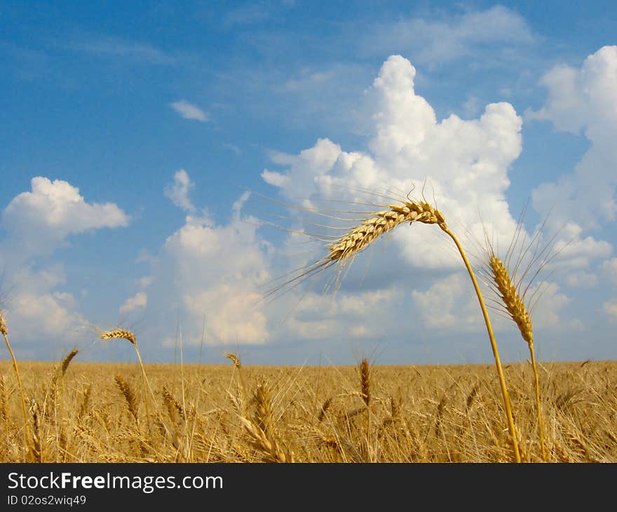 Golden Wheat