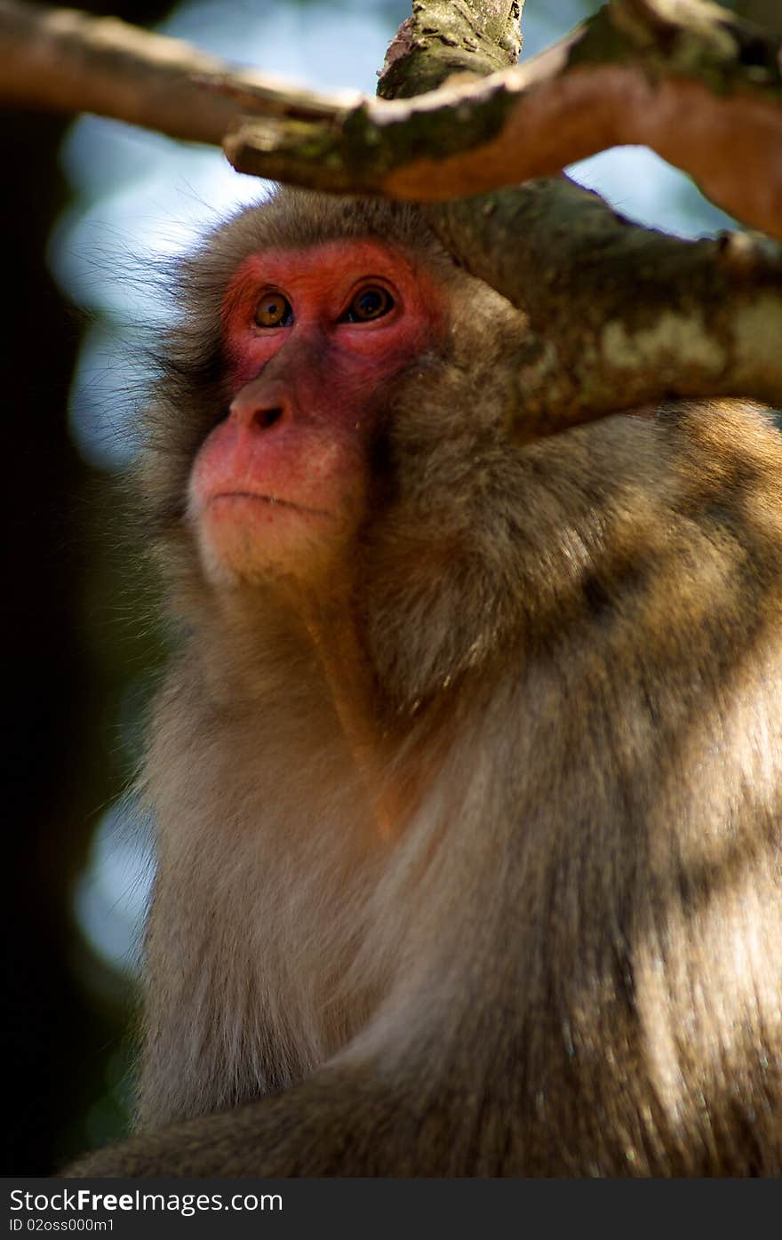 Japanese Macaque near Kyoto Japan