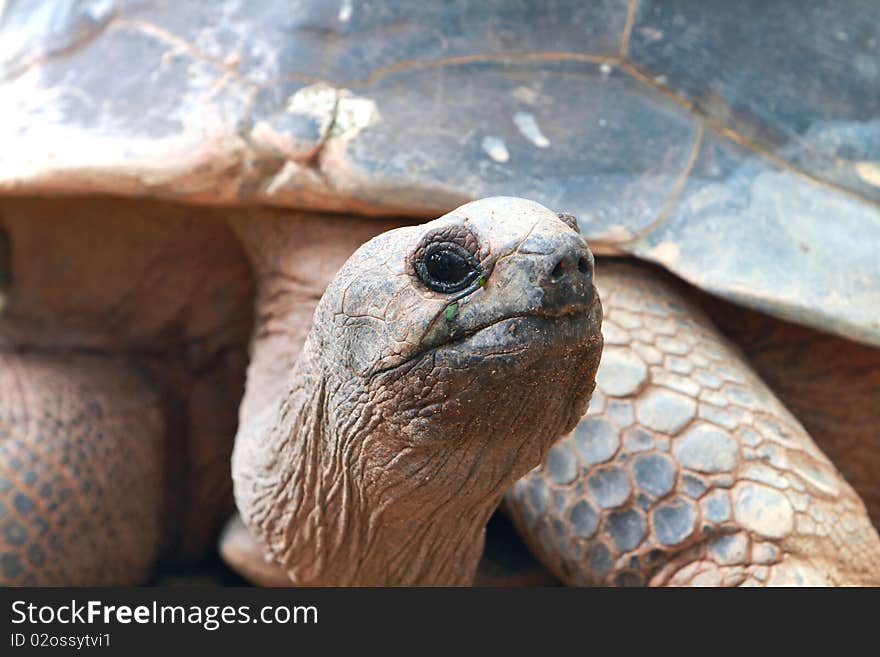 Tortoise lazing in the sun，singapore zoo