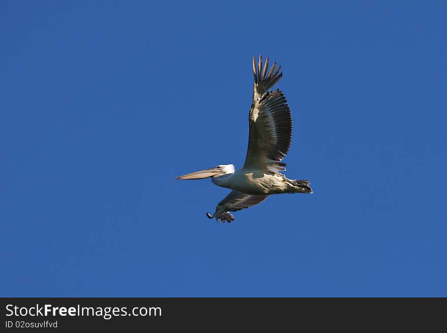 White Pelican (Pelecanus Onocrotalus)