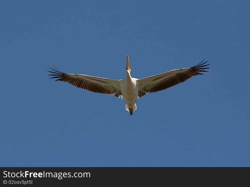 White Pelican (Pelecanus Onocrotalus)