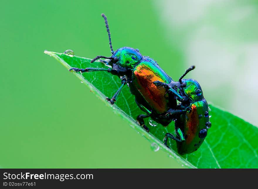 Two dogbane beetles mating on a dogband leaf