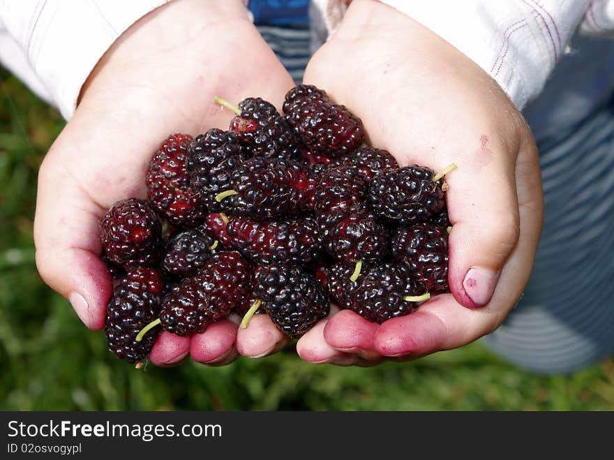 The boy is holding the fruit of mulberry. The boy is holding the fruit of mulberry