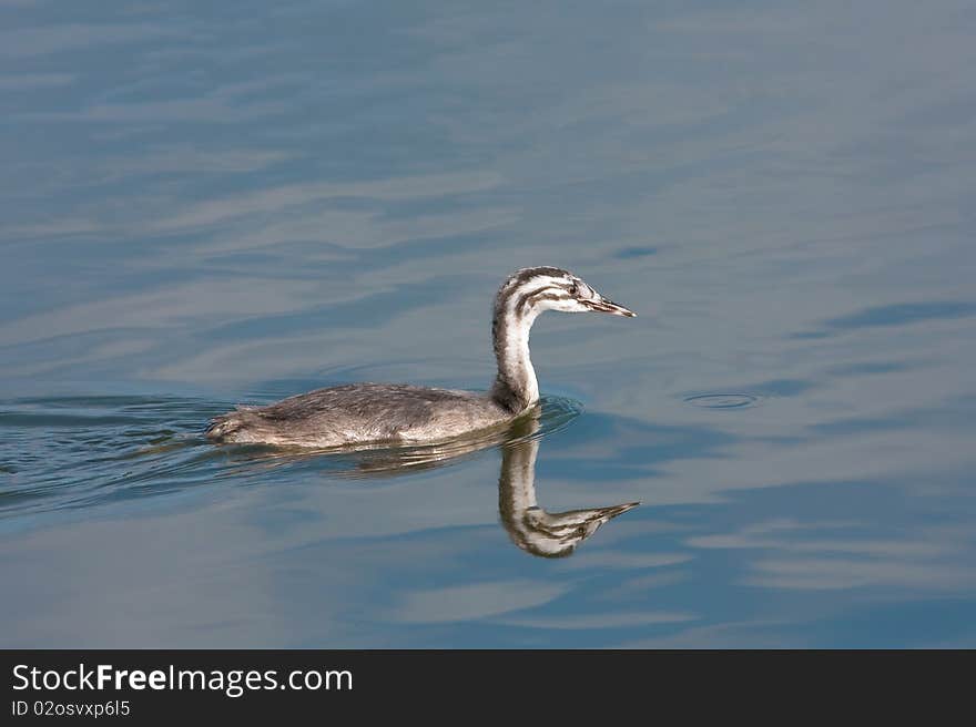 Great crested grebe / Podiceps cristatus