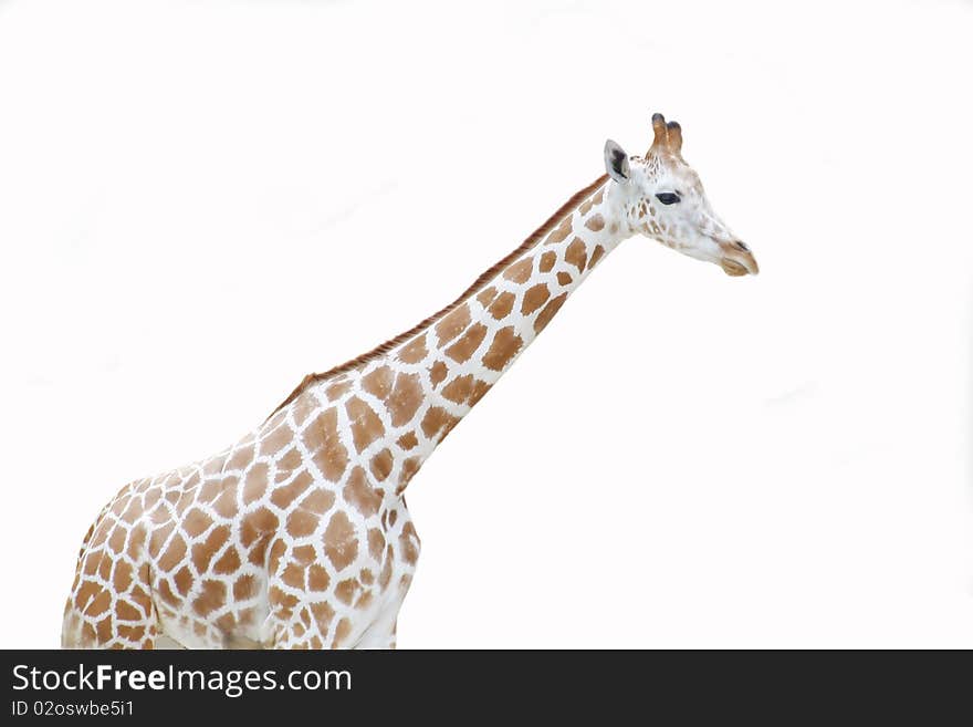 Giraffe On White