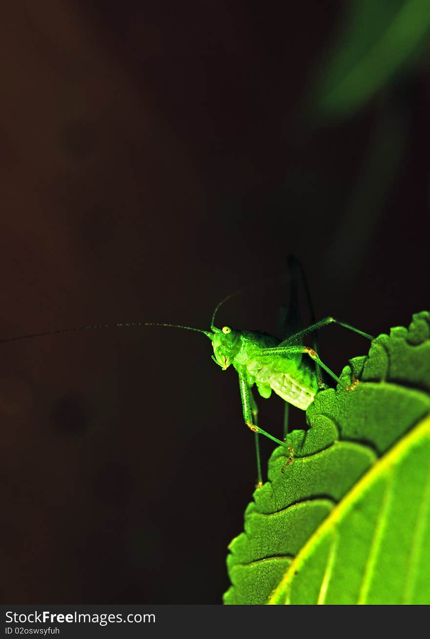 Grasshopper on a leaf