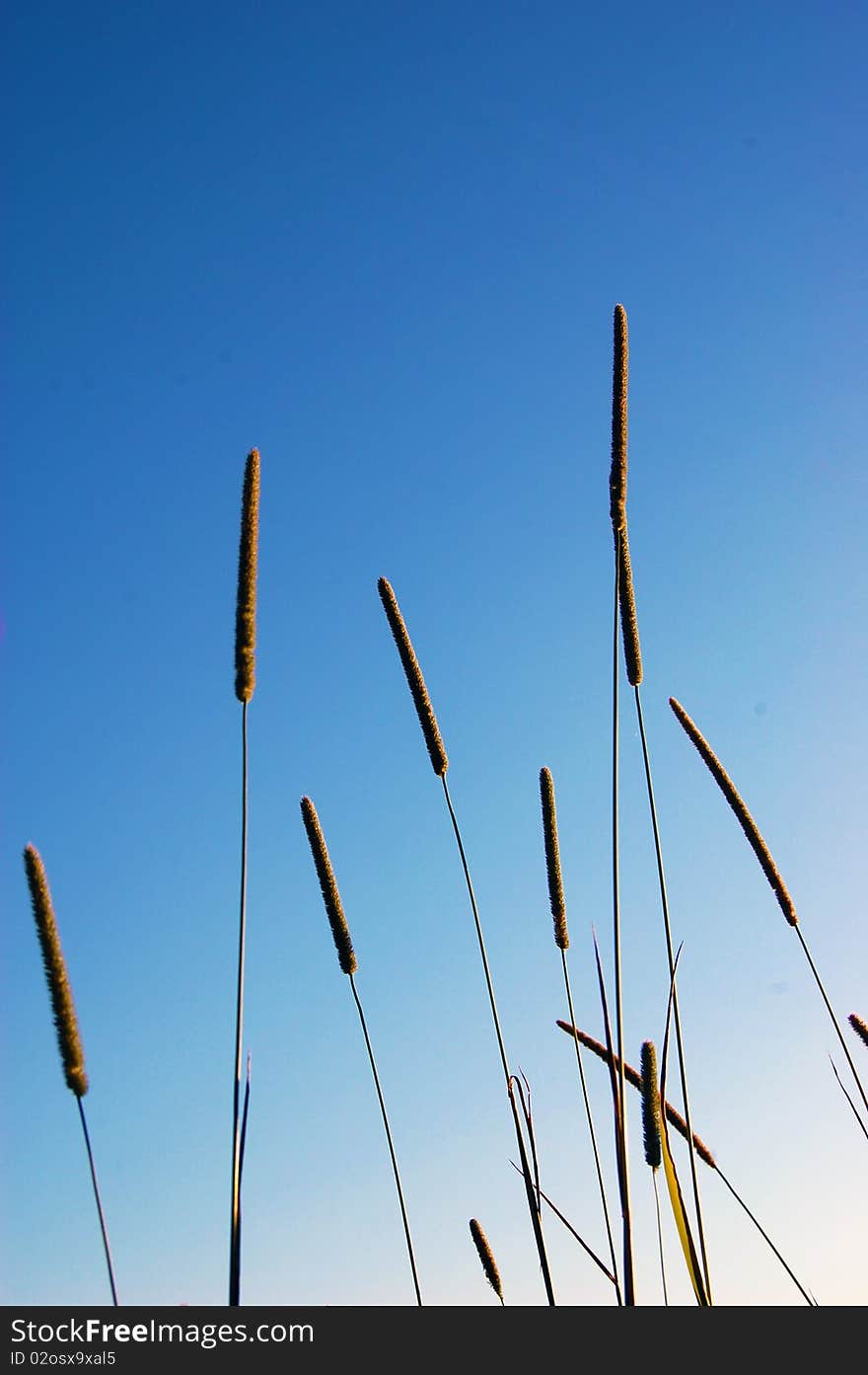 Tall Grasses